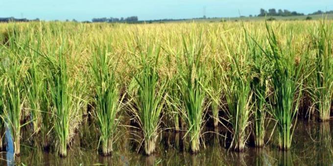  El arroz también viene patas para arriba en Entre Ríos: Llovió cuando no se necesitaba y ahora que se necesita no llueve