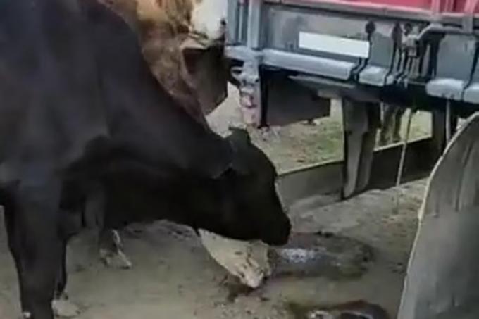 La desesperación de las vacas que van detrás de las últimas gotas de agua