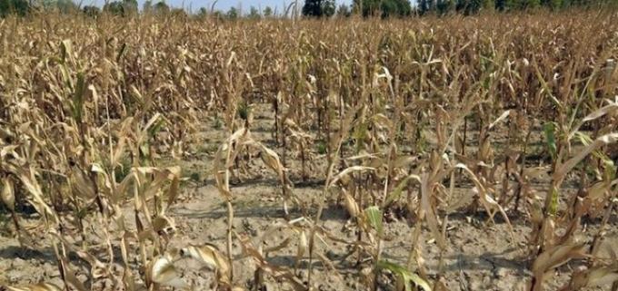 Las exportaciones agropecuarias se reducirían hasta 14.100 mill/dol por la sequía