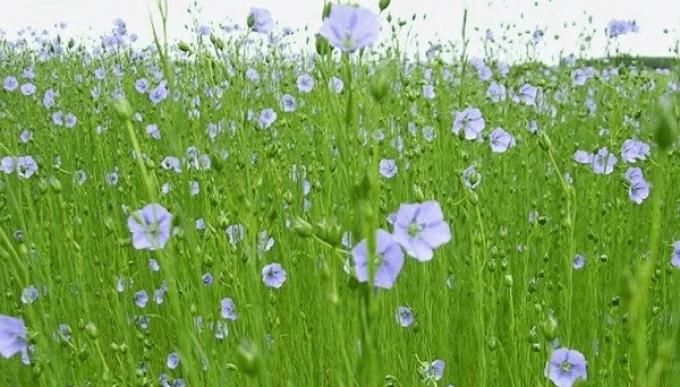 El lino, una “mosca blanca” en medio de la sequía: la siembra creció 45%