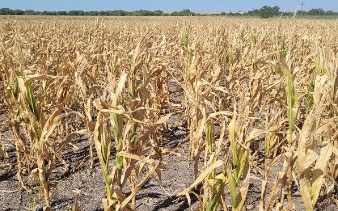 La Bolsa de Entre Ríos dice que está sequía ya es peor que la de 2008 y que “no hay manejo agronómico” capaz de hacerle frente