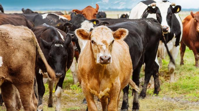  Un año donde la ganadería será muy dependiente de los precios y la exportación