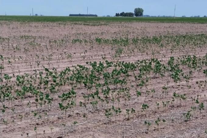 Irrecuperable mostró el estado de la soja en un campo y reveló que van a perder US$100.000