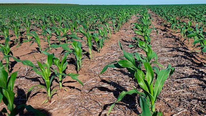 Cuando la siembra ya es “muy tardía” pero hay que empezar la campaña: claves para los productores de maíz