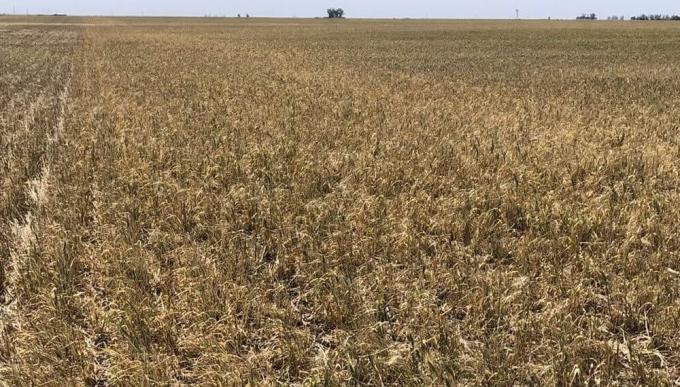 Aumenta la presión impositiva del Estado sobre el campo y advierten por el impacto económico