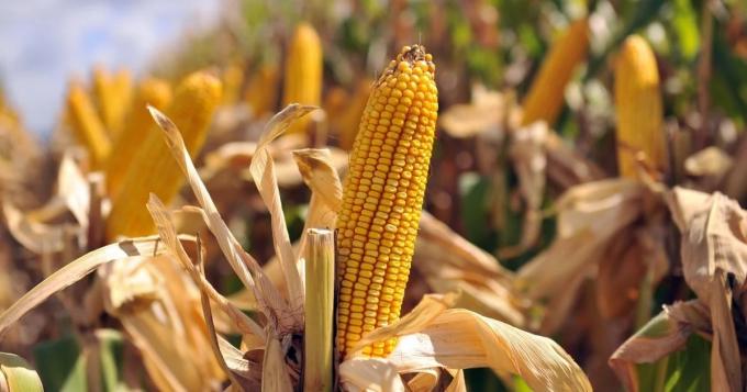 La BCBA recortó la estimación de producción de maíz en 5,5 millones de toneladas