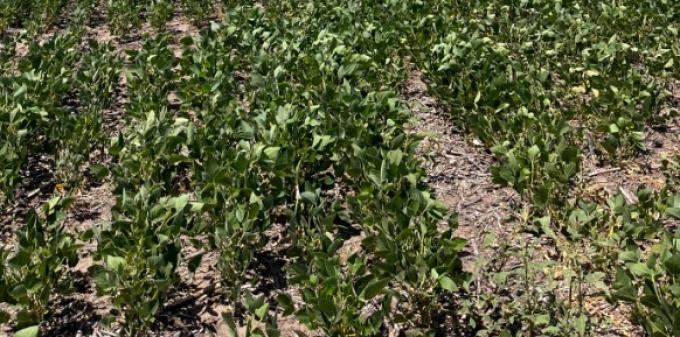 Emergencia nacional: El 60% del área argentina de soja se encuentra en condición mala a regular