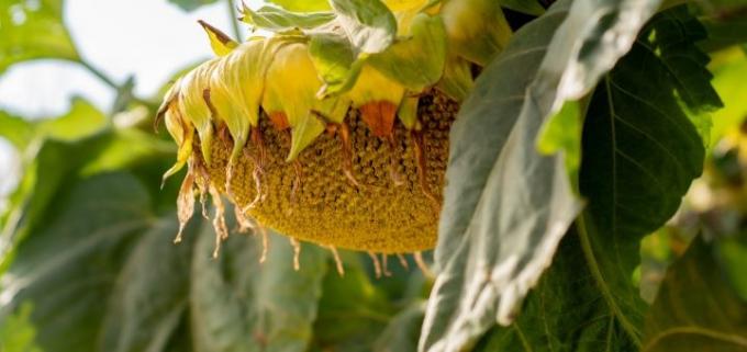 En el NEA ya se cosechó el 90% del girasol
