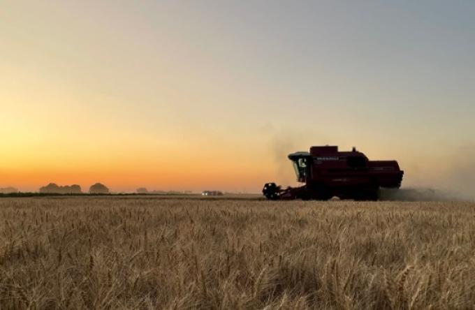  Apareció una mala e inesperada noticia para el trigo proveniente del sur de la región pampeana