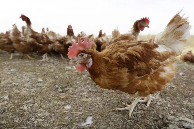 Gripe aviar: por qué aumentaron las denuncias y qué hace el Senasa para evitar el ingreso de la enfermedad en el país