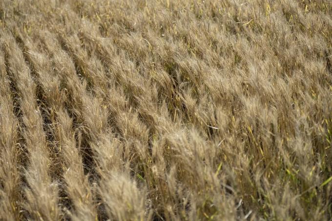 Trigo: una campaña atípica para estar atentos a las oportunidades