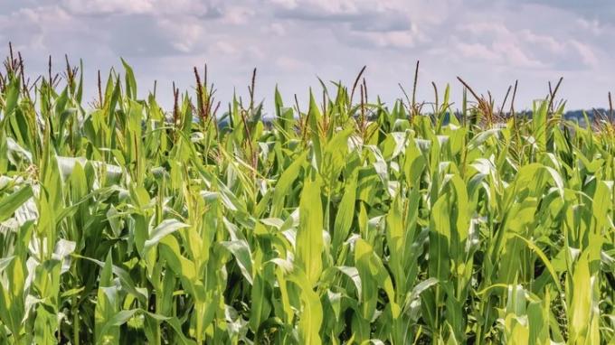 Maíz: las lluvias permitirían sembrar las 600 mil/ha que restan