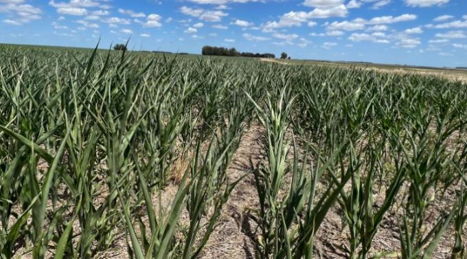 Malas noticias para las zonas que siguen necesitando agua se vienen dos semanas muy flojas de lluvias