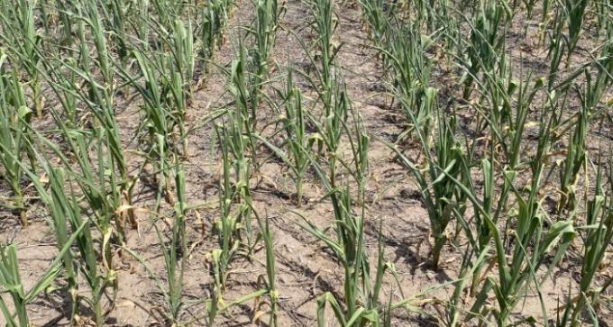 En qué quedó la posibilidad de incumplir forwards de maíz 2022 23 para productores afectados por la sequía