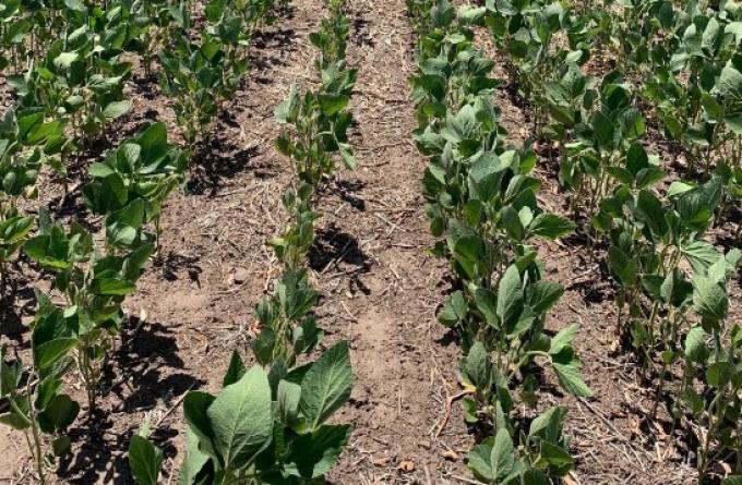 El delegado del USDA en la Argentina estima que la cosecha de soja será de apenas 36 millones de toneladas