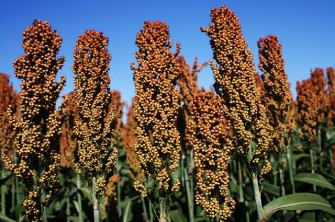 En Entre Ríos prevalece la modestia pluvial con impacto en el sorgo y el maíz