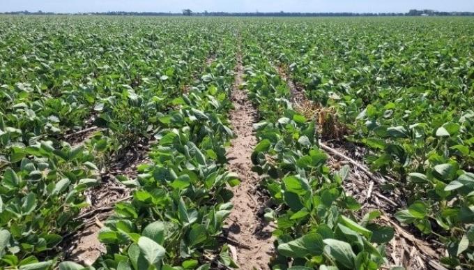 Las lluvias no alcanzaron y la siembra de soja finalizó con la menor superficie desde la campaña 2006/07