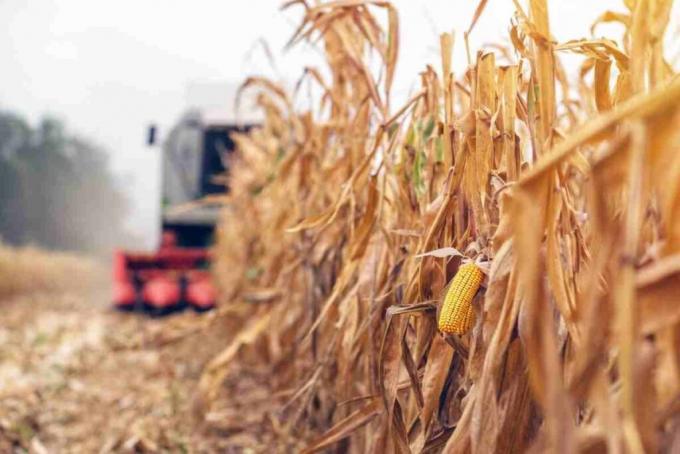 Las lluvias le dieron una segunda vida a los maíces tardíos