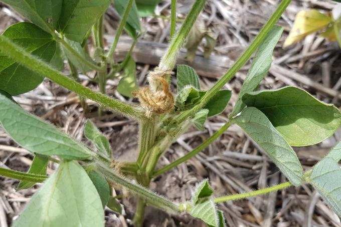 Claves para tomar las mejores decisiones agronómicas en el resto de la campaña