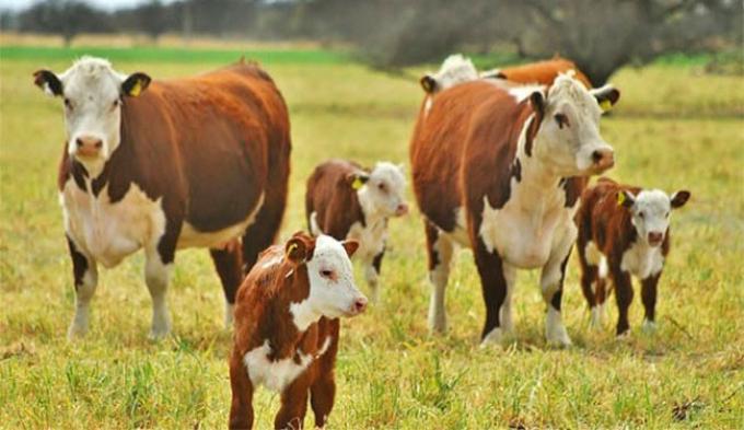  Otro efecto de la sequía la zafra de terneros viene recargada, pero con menos peso