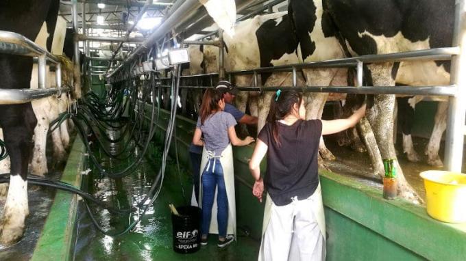 Los tambos argentinos cerraron otro año con el precio de la leche más bajo a nivel mundial