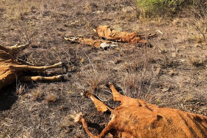 Se le murieron 50 vacas, vendió decenas y se abrió una grieta en la tierra de su campo