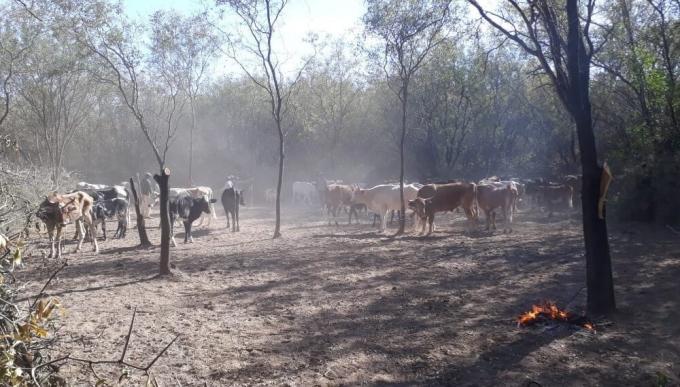 La ganadería, en terapia intensiva en Corrientes: estiman pérdidas por $ 28.000 millones