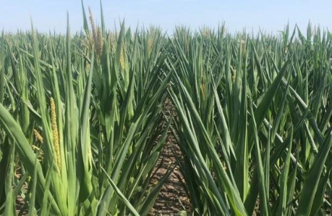 El delegado del USDA en la Argentina estima una producción preliminar de maíz 2022/23 de 45 millones de toneladas