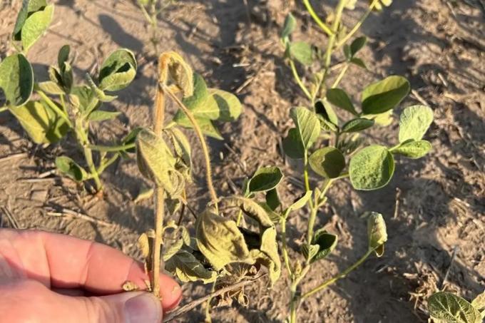 Llovió poco, esperan más precipitaciones pero igual habrá otro recorte de producción por la ola de calor