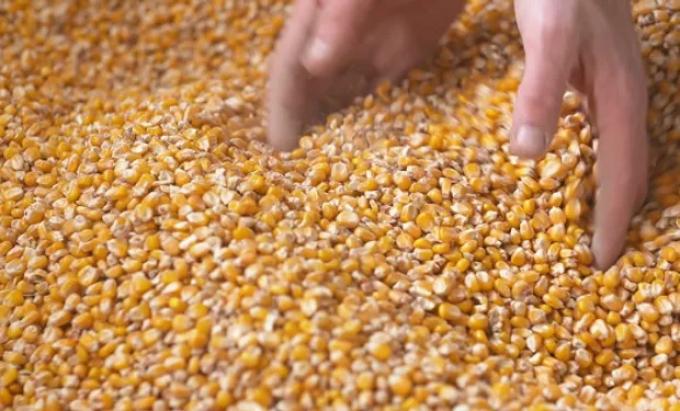 A pesar de la sequía, el nivel de comercialización de maíz argentino 2022/23 es adecuado para la actual coyuntura