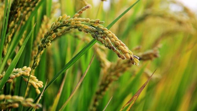 El 75% del arroz entrerriano está en condición buena