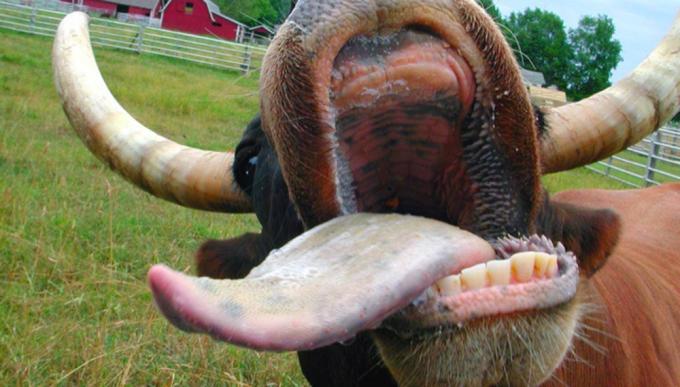 Otra alerta sanitaria regional: la vaca loca habría reaparecido en Brasil