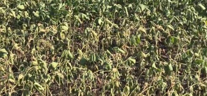 Fin de la esperanza: No se proyectan precipitaciones abundantes en la zona pampeana hasta la primera semana de marzo