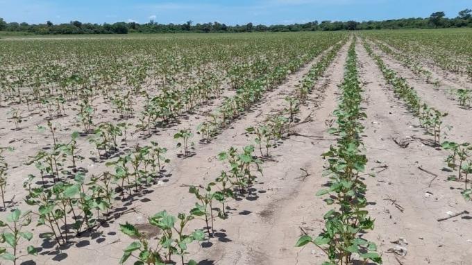 Tras la insólita helada estival, la cosecha de soja podría caer a su peor cifra en 20 años