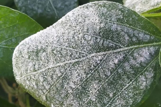 Sequía, ola de calor y una helada fuera de época: la campaña que será para el olvido para los productores