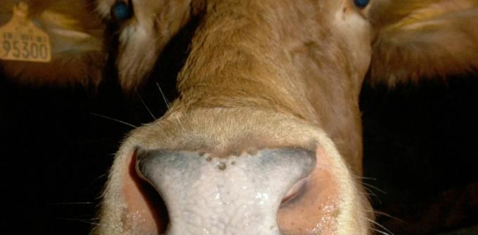 Por un caso de "vaca loca", Brasil suspende las exportaciones de carne a China
