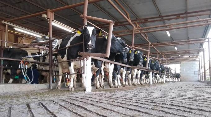 Lechería “Estamos al borde del precipicio y el Estado nos está dando el último empujón al abismo”