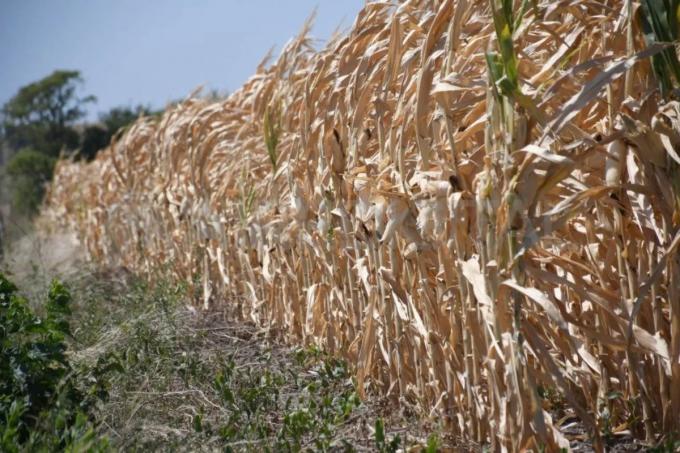 Sin piso, la Bolsa de Cereales de Buenos Aires volvió a recortar sus expectativas sobre las cosechas de soja y de maíz