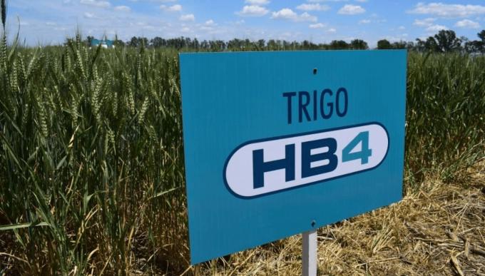 Trigo HB4 en medio de la sequía, afirman que rindió hasta 40% más que las variedades convencionales