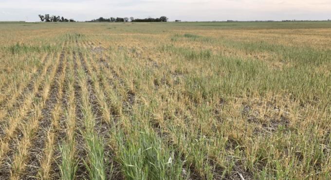 En la campaña 2022/23 apenas cinco cultivares ocuparon el 40% de la superficie total de trigo ¿Cuáles son?