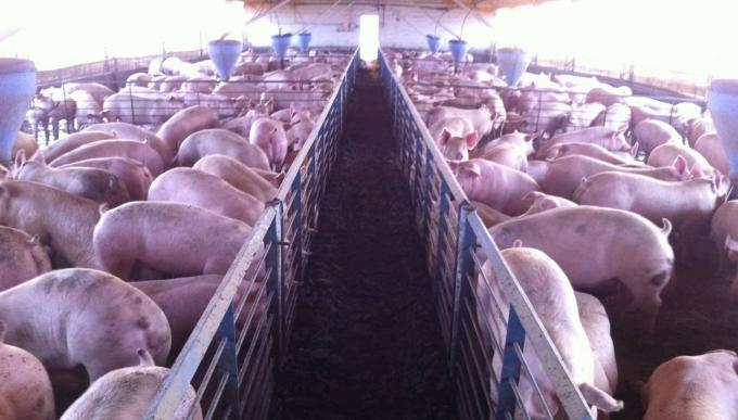 El cerdo de parabienes tras lograr una faena récord, recupera exportaciones