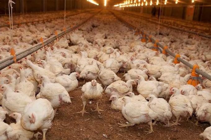 Reportaron el segundo caso de gripe aviar en el sector productivo y la enfermedad avanza
