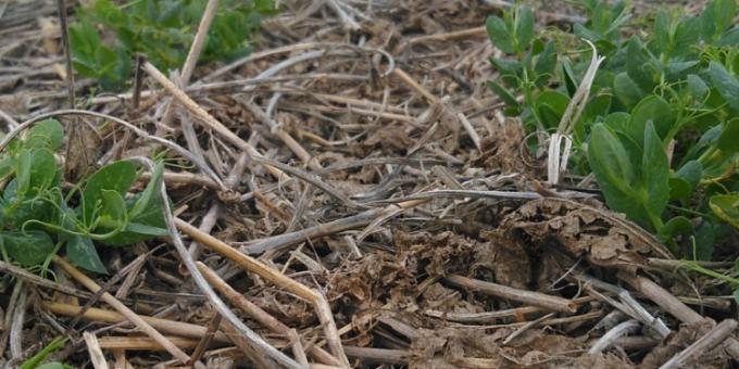 La arveja amarilla ya ocupa casi un tercio de la superficie total sembrada en la Argentina gracias al auge de los alimentos basados en plantas