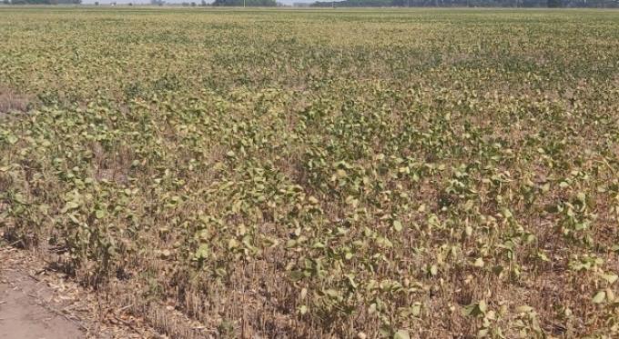 La “sequía comercial” pega tan fuerte como la sequía climática en el mercado argentino de soja