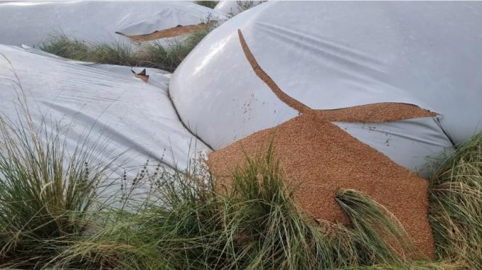 Le rompieron 51 silobolsas a una cooperativa del campo y es el mayor ataque registrado en el país