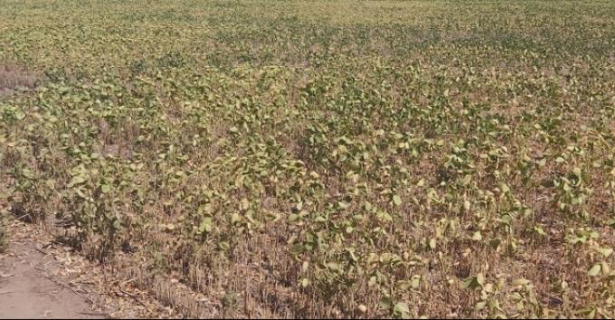La última estimación de la cosecha argentina de soja da escalofríos: Apenas 27 millones de toneladas. Y se puede poner peor.
