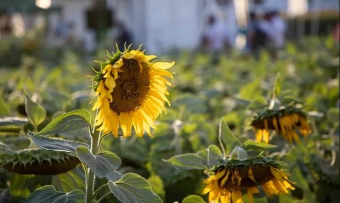 La Unión Agrícola Avellaneda pagó 105 mil por el primer lote de girasol