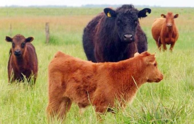 El 25% de las vacas se encuentra en zona de sequía.