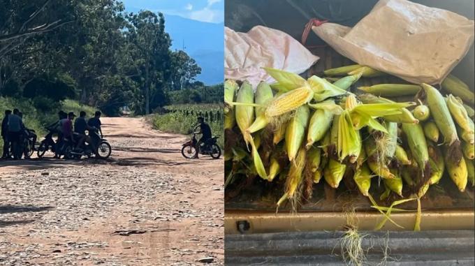 La angustia de un productor que vive en vilo por los “motochorros de choclos”