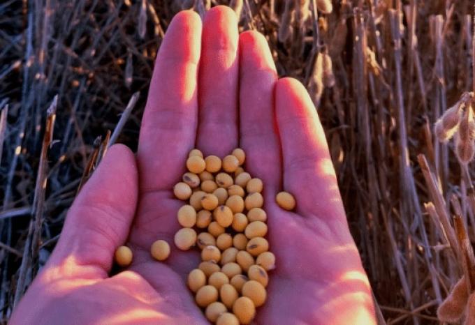 ¿Con qué nivel de reservas de soja la industria aceitera argentina cierra el ciclo comercial 2021/22?